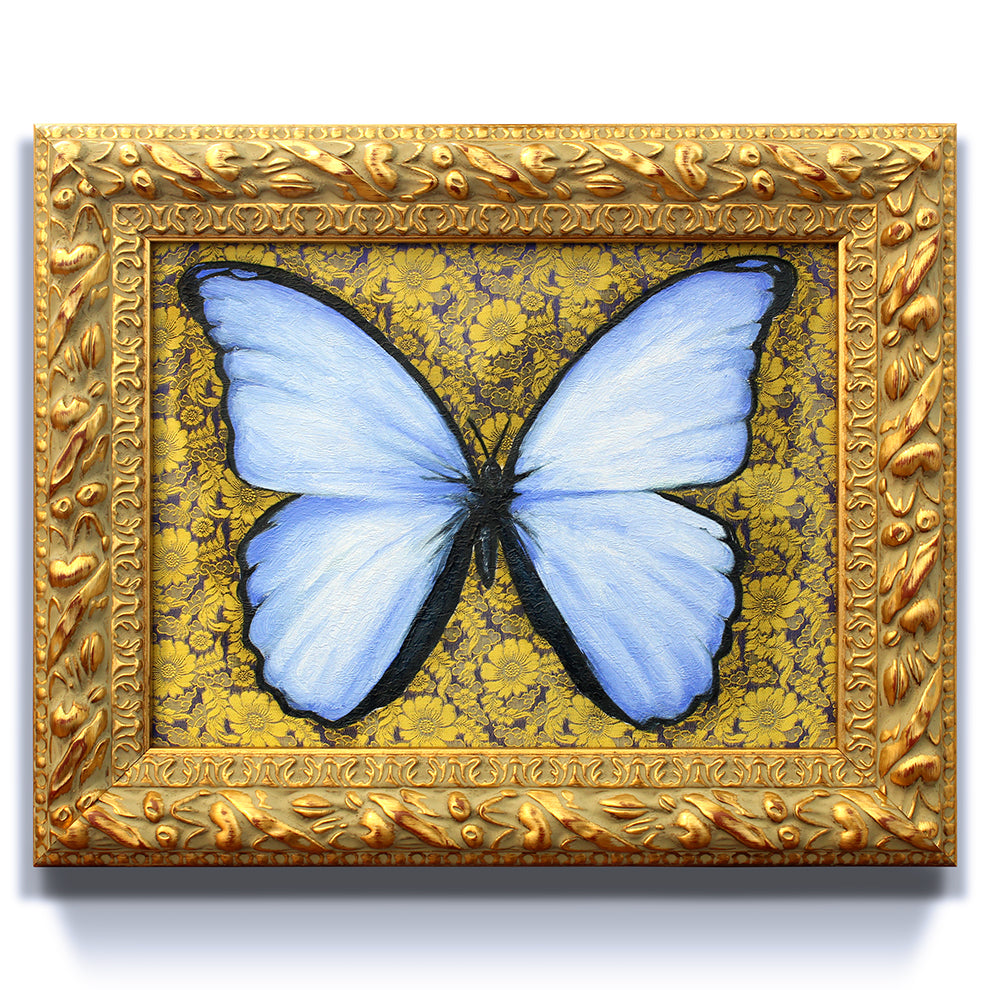 Morpho Didius by Phillip Seymour