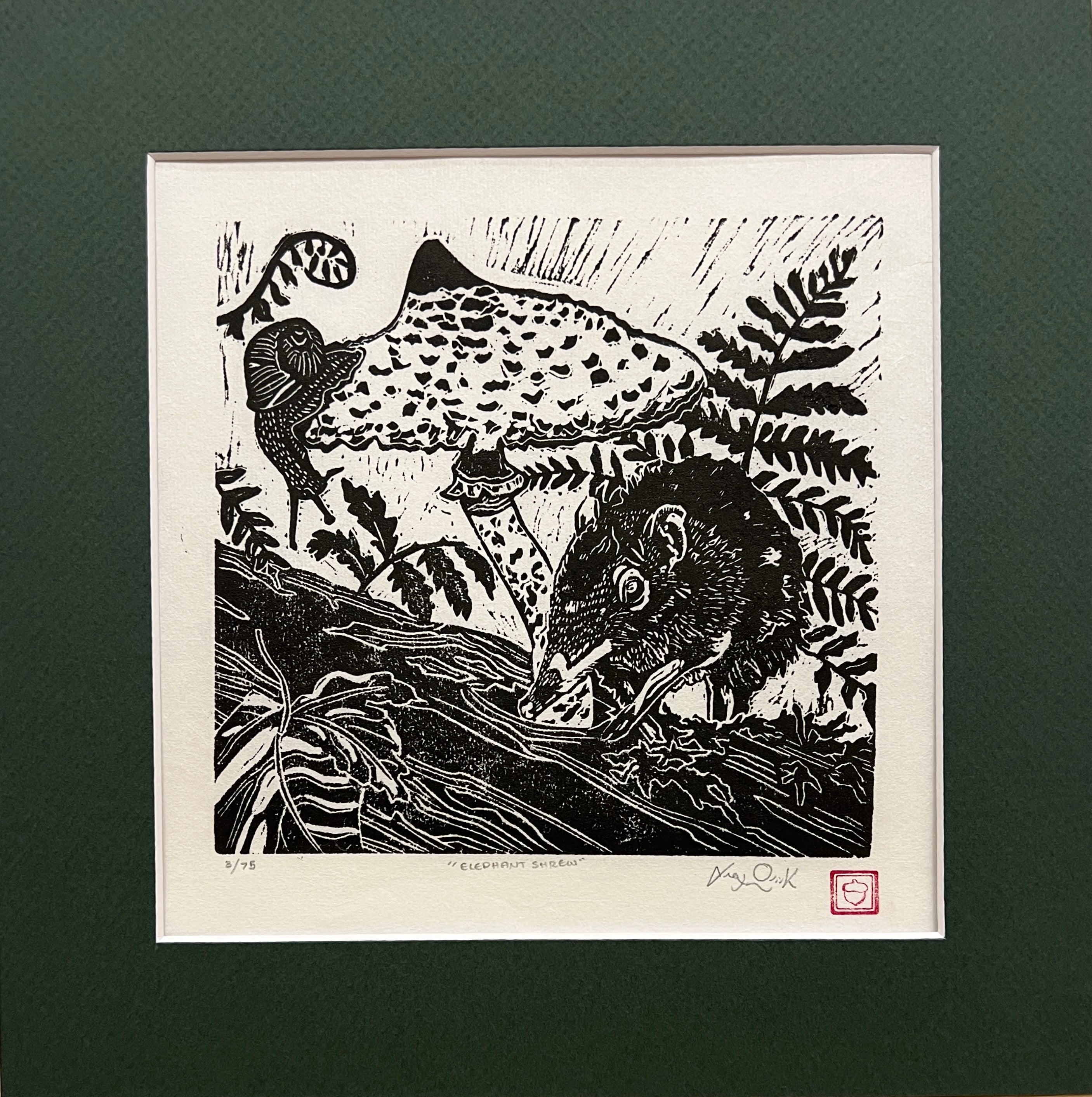 Elephant Shrew - Matted Print by Alex Quirk - Original