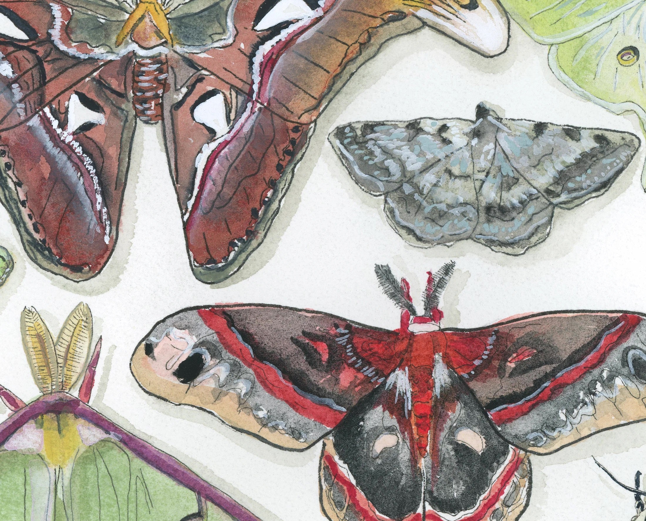 Moth Print by Katie Chance