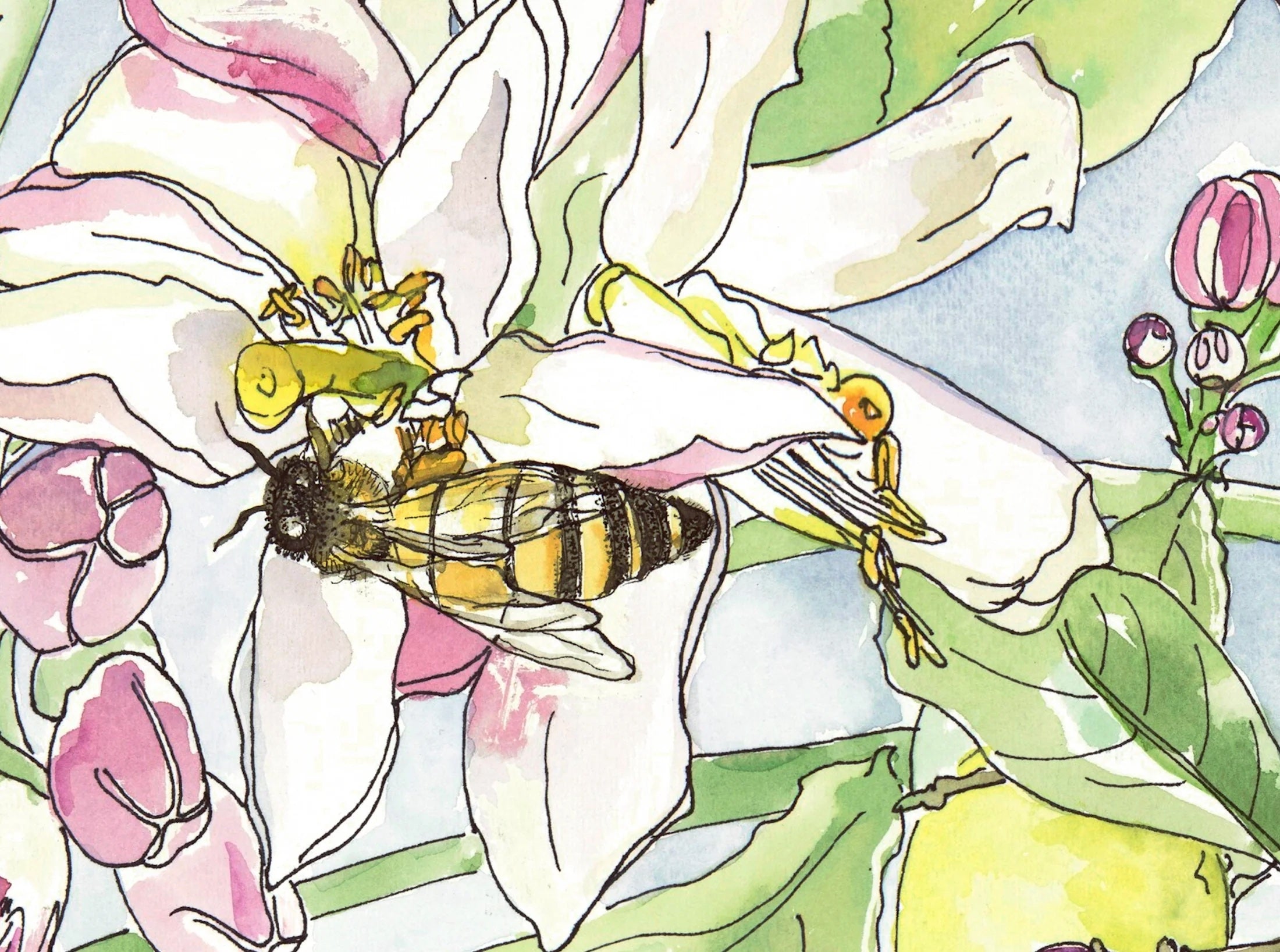 Meyer Lemon Print by Katie Chance