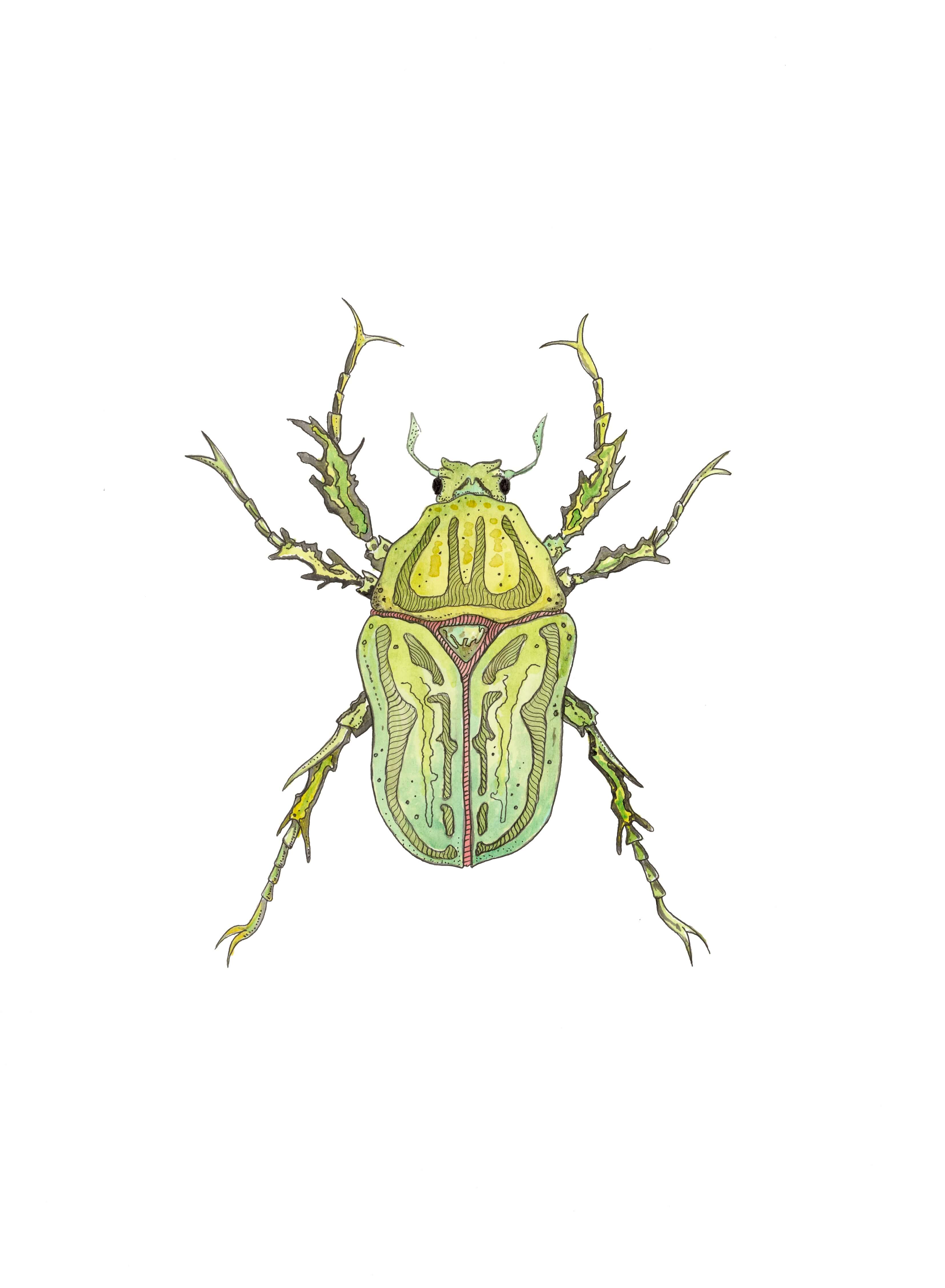Coleopteros - Lime Print by Patrick Kelleher + 11" x 15"