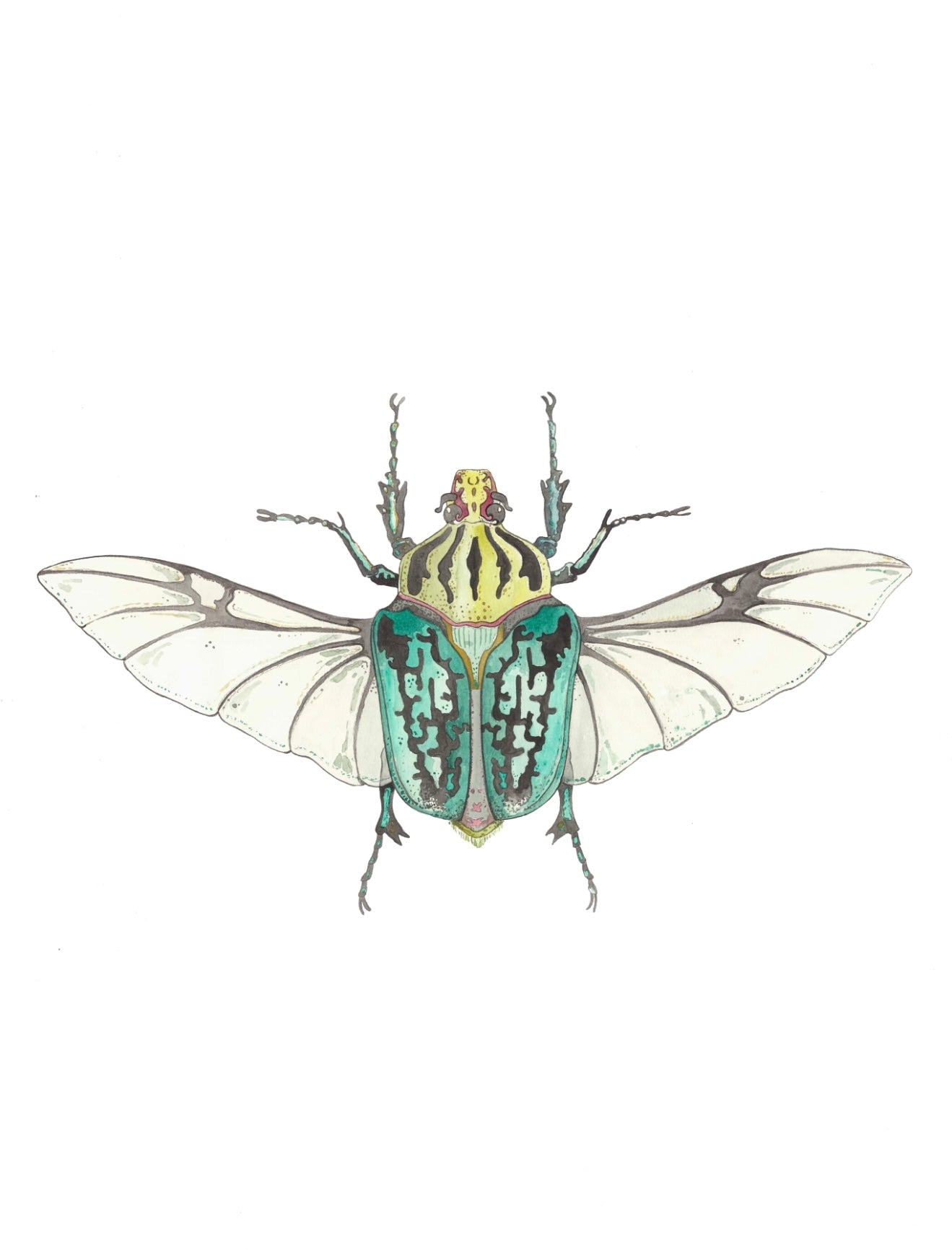 Coleopteros - Teal Print by Patrick Kelleher + 11" x 15"