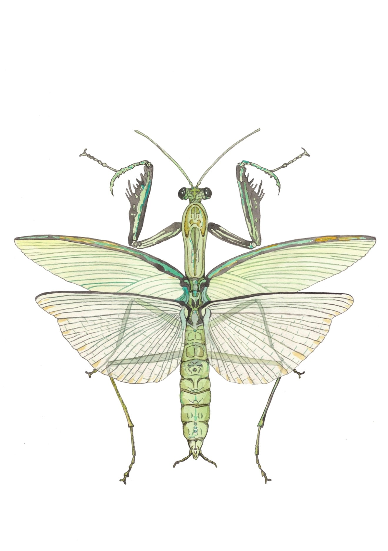 Mantis Print by Patrick Kelleher