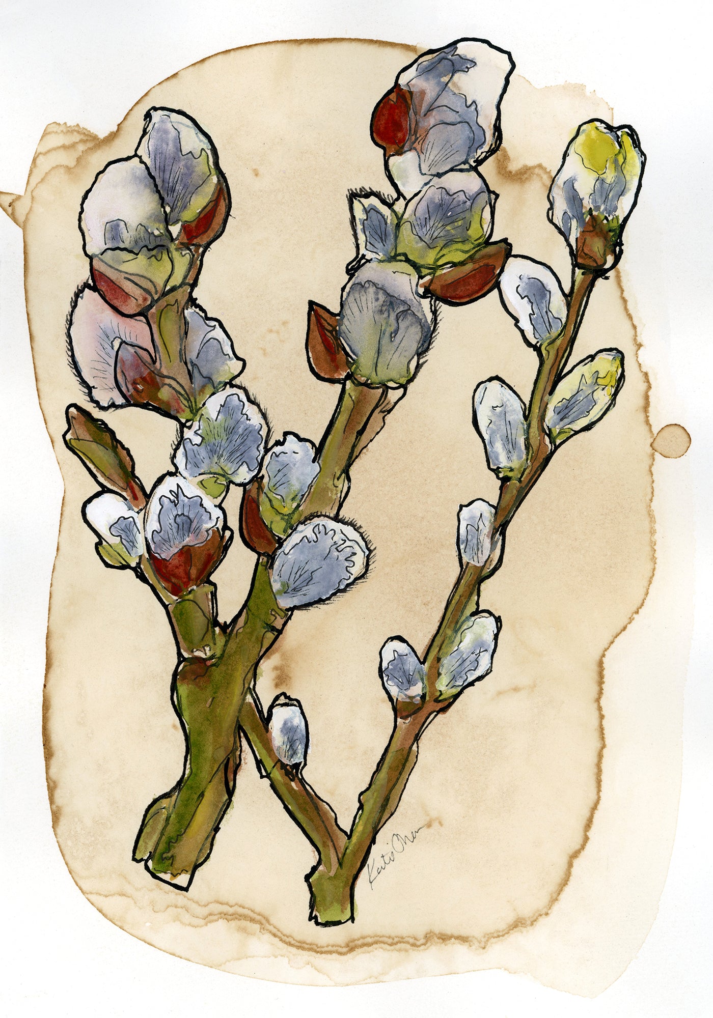 Pussy Willow On Coffee Stained Paper Print by Katie Chance